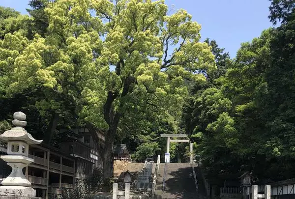多度大社（北伊勢大神宮）の写真・動画_image_324433