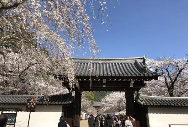 醍醐寺の写真・動画_image_324488