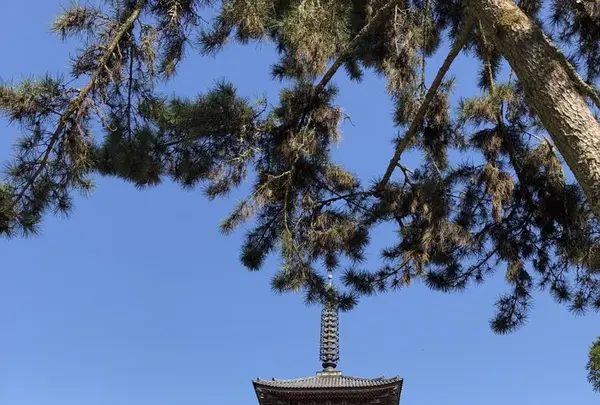 醍醐寺の写真・動画_image_324489