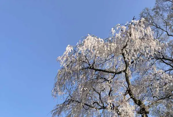 醍醐寺の写真・動画_image_324490
