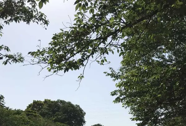 長成池の写真・動画_image_324508