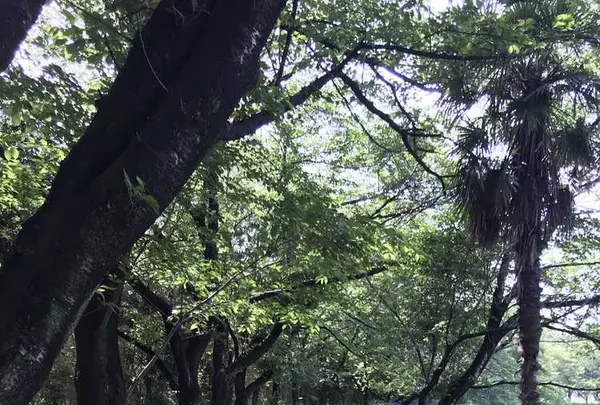 長成池の写真・動画_image_324509