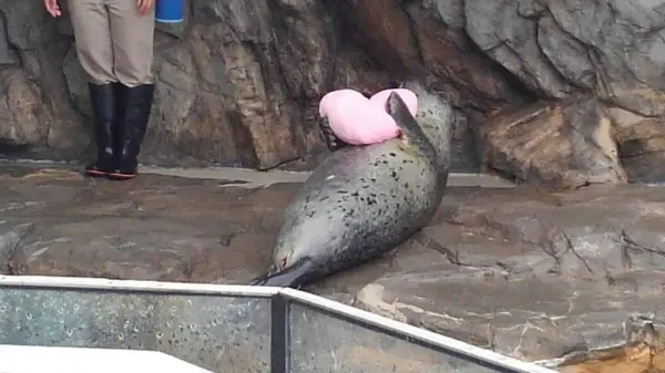 しながわ水族館の写真・動画_image_324646