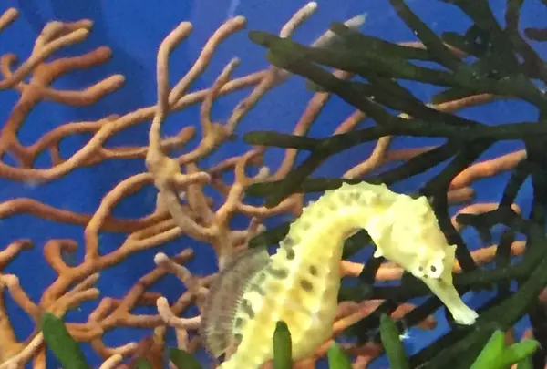 しながわ水族館の写真・動画_image_324647