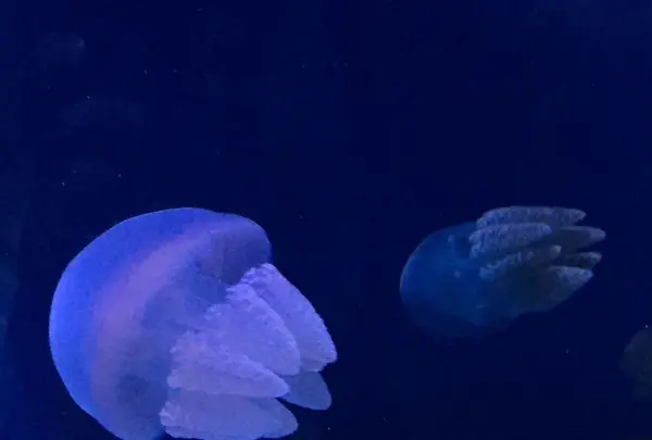 しながわ水族館の写真・動画_image_324648