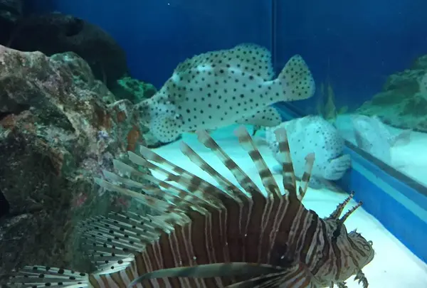 しながわ水族館の写真・動画_image_324649