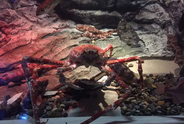 しながわ水族館の写真・動画_image_324650