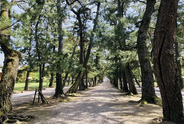 出雲大社の写真・動画_image_324956