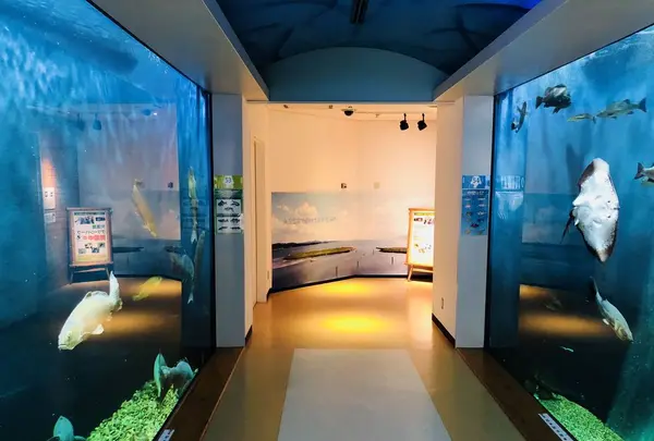 島根県立宍道湖自然館 ゴビウスの写真・動画_image_324959