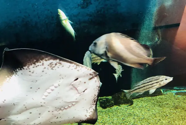 島根県立宍道湖自然館 ゴビウスの写真・動画_image_324962