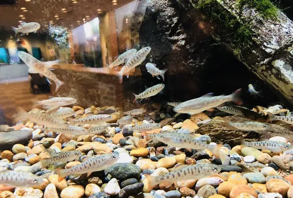 島根県立宍道湖自然館 ゴビウスの写真・動画_image_324964