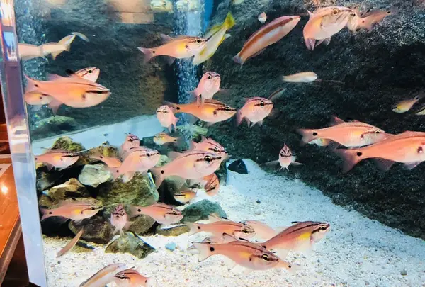 島根県立宍道湖自然館 ゴビウスの写真・動画_image_324965