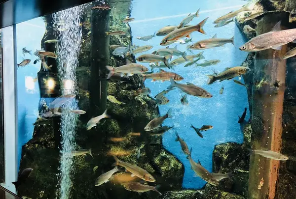 島根県立宍道湖自然館 ゴビウスの写真・動画_image_324968