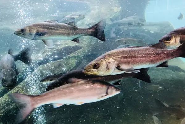 島根県立宍道湖自然館 ゴビウスの写真・動画_image_324971