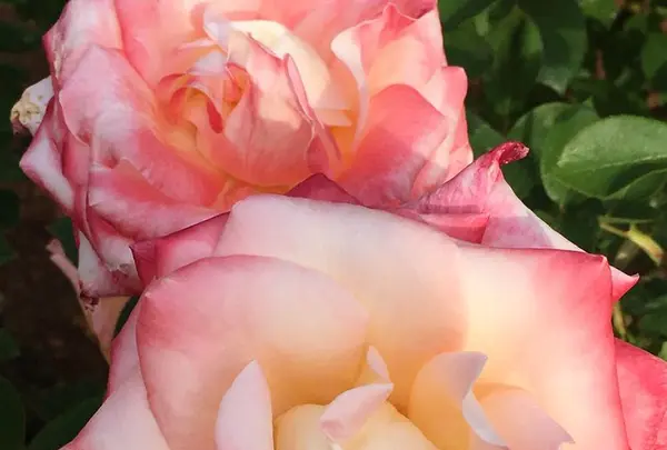 花フェスタ記念公園の写真・動画_image_325148