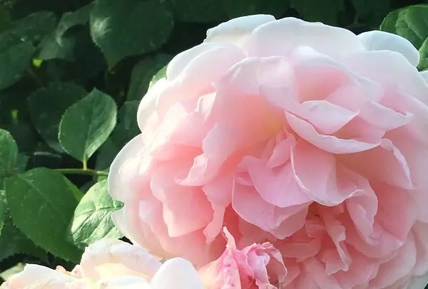 花フェスタ記念公園の写真・動画_image_325149