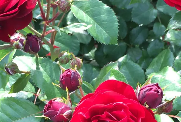 花フェスタ記念公園の写真・動画_image_325150