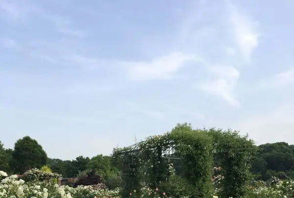 花フェスタ記念公園の写真・動画_image_325151