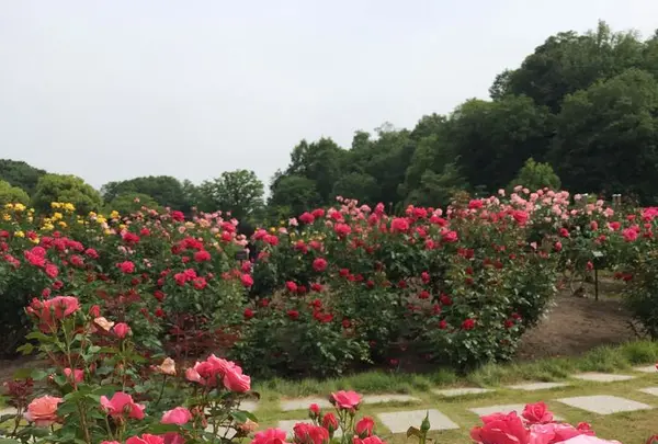 花フェスタ記念公園の写真・動画_image_325152