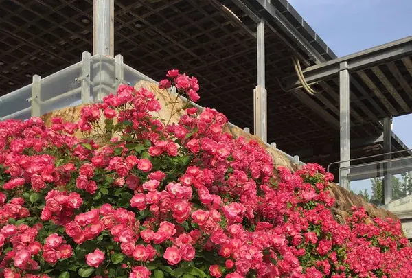 花フェスタ記念公園の写真・動画_image_325154