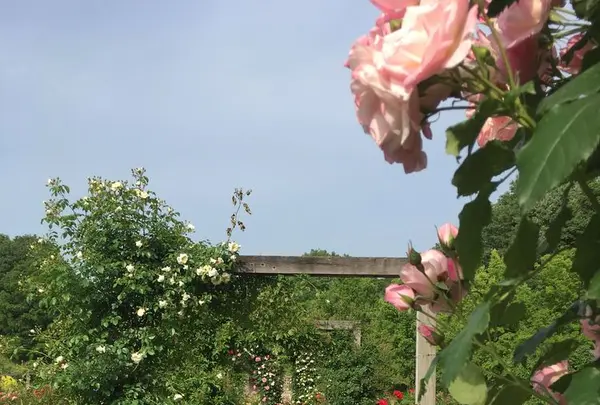 花フェスタ記念公園の写真・動画_image_325157