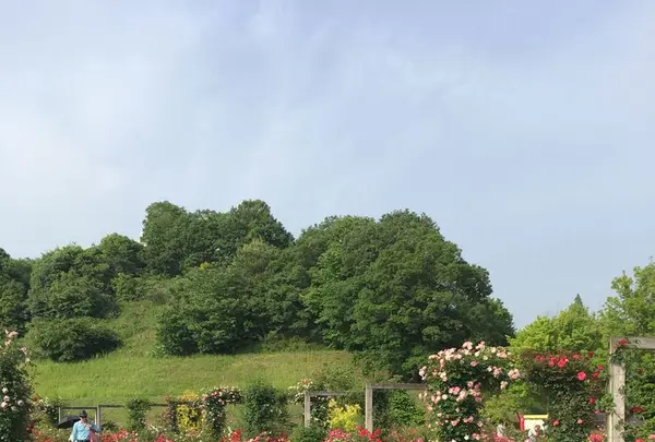 花フェスタ記念公園の写真・動画_image_325158