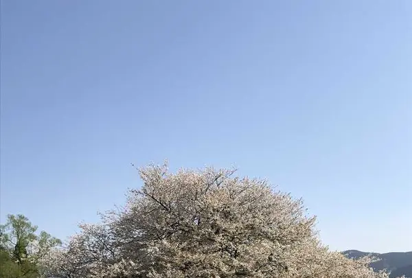 箱根園の写真・動画_image_325168