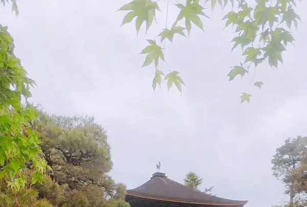 銀閣寺(東山慈照寺)の写真・動画_image_325372