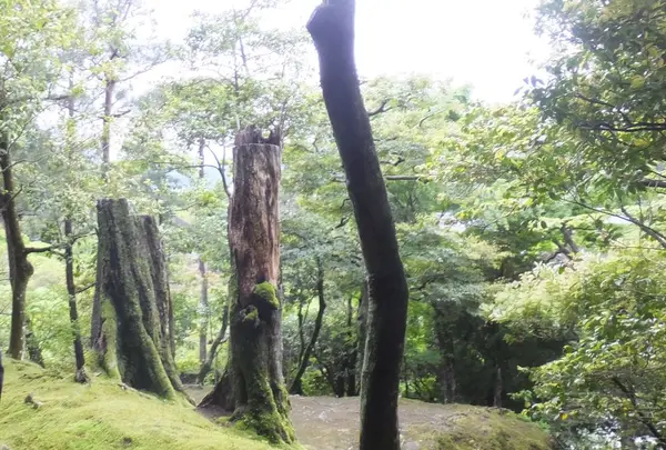 銀閣寺(東山慈照寺)の写真・動画_image_325373