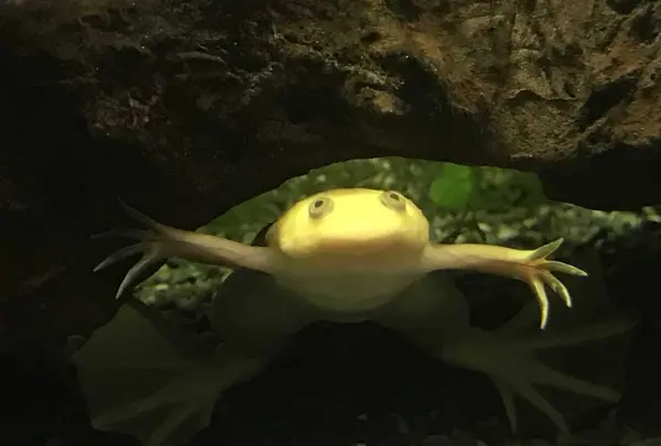 熱川バナナワニ園の写真・動画_image_325530