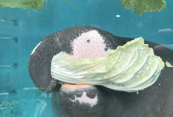 熱川バナナワニ園の写真・動画_image_325531