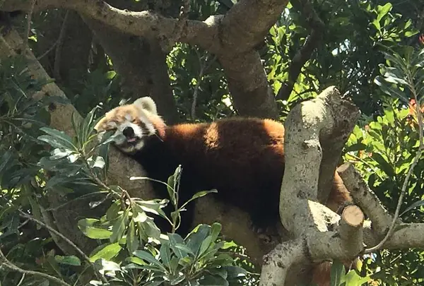 熱川バナナワニ園の写真・動画_image_325532