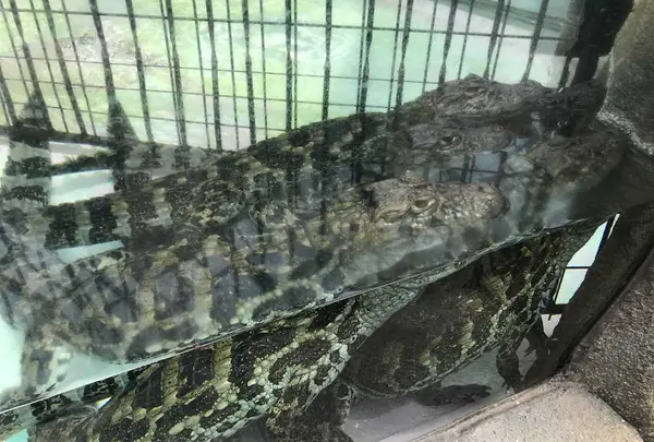 熱川バナナワニ園の写真・動画_image_325533