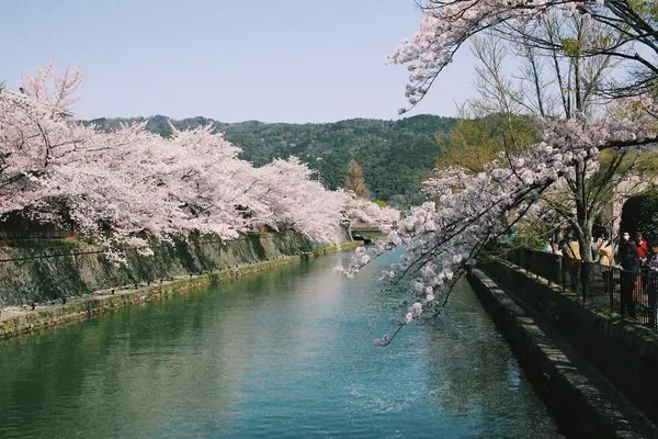 岡崎疏水の写真・動画_image_325625
