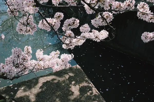 哲学の道の写真・動画_image_325629