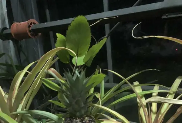 都市緑化植物園の写真・動画_image_325813
