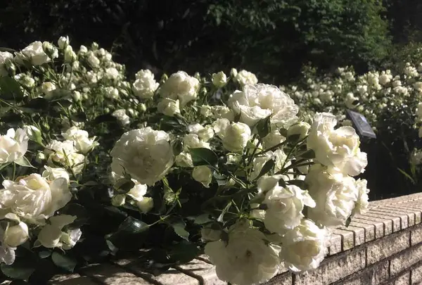 都市緑化植物園の写真・動画_image_325814