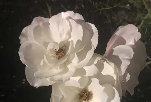 都市緑化植物園の写真・動画_image_325816