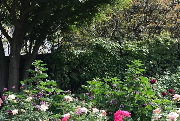 山下公園の写真・動画_image_326009