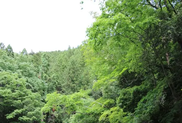 清水苑キャンプ場の写真・動画_image_326018