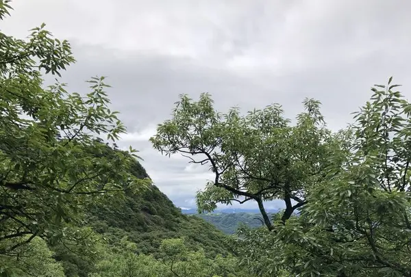 屋島神社の写真・動画_image_326026