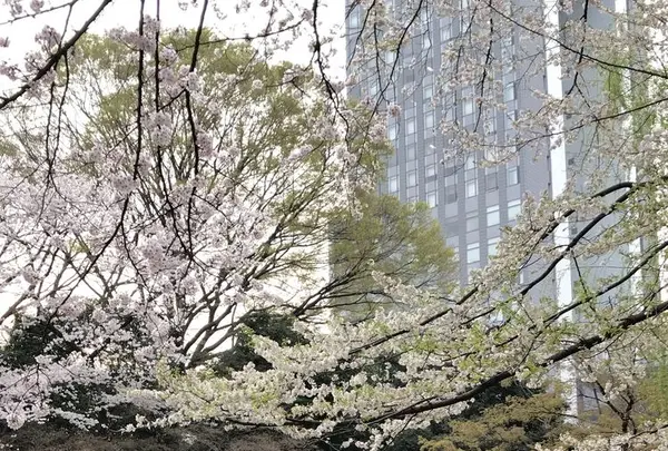 靖國神社の写真・動画_image_326099