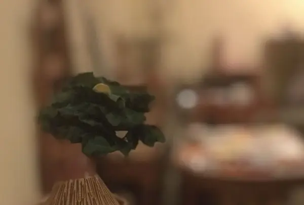 カンテ・グランデ 中津本店の写真・動画_image_326122