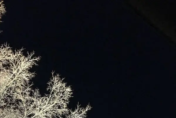 高台寺の写真・動画_image_326696
