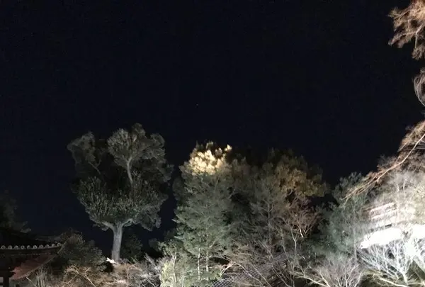 高台寺の写真・動画_image_326698