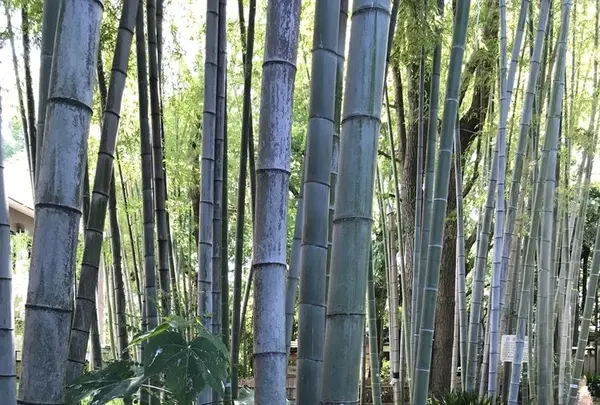洗足池の写真・動画_image_326819