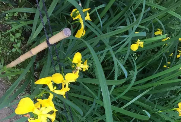 唐招提寺の写真・動画_image_327141