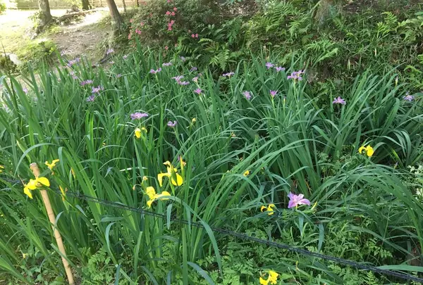 唐招提寺の写真・動画_image_327143