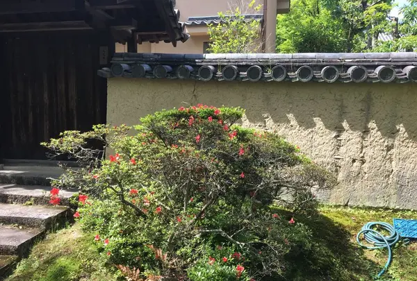 唐招提寺の写真・動画_image_327144