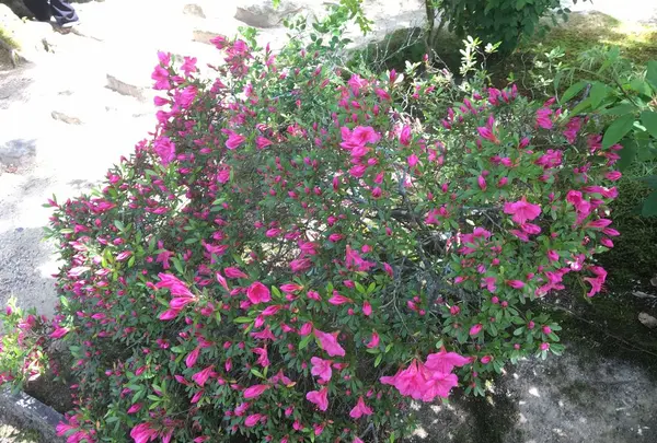 唐招提寺の写真・動画_image_327146